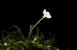 Brazilian waterweed